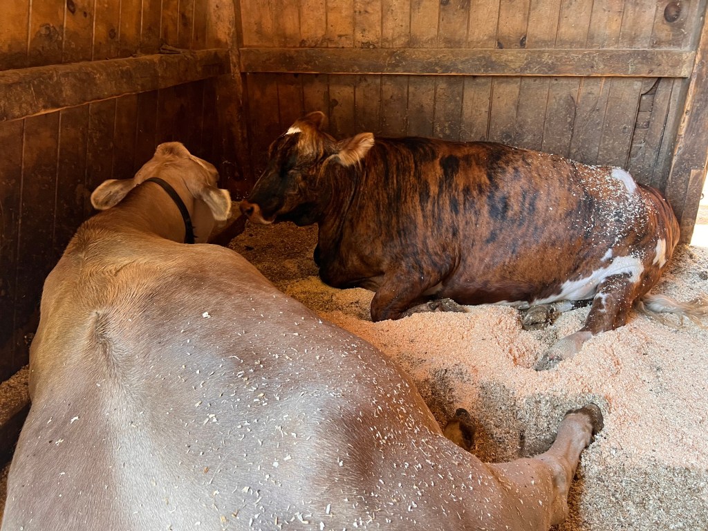 Cows at Drumlin Farm